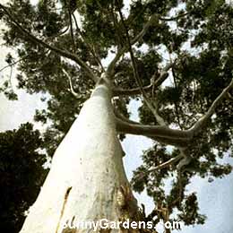Eucalyptus saligna, Sydney Blue Gum