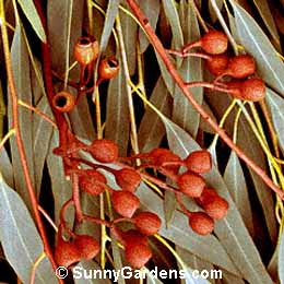 Eucalyptus sideroxyion, Red Ironbark, Pink Ironbark, Eucalyptus sideroxylon 'Rosea'