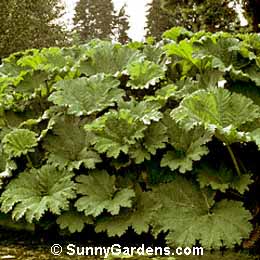 Gunnera chilensis