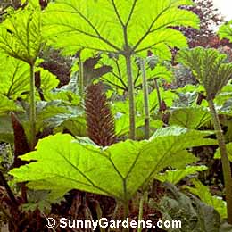 Gunnera manicata, Giant Rhubarb, Dinosaur Food