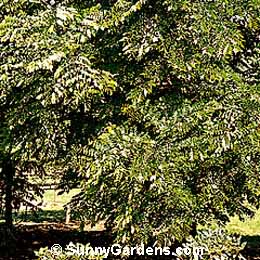 Gymnocladus dioica, Kentucky Coffee Tree