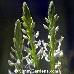 Habenaria leucostachys, White-Flowered Bog Orchid
