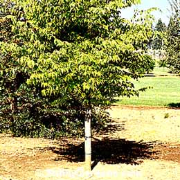 Celtis occidentalis, Common Hackberry