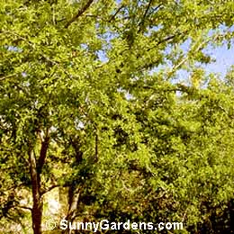 Celtis reticulata, Western Hackberry, Celtis douglasii