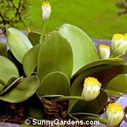 Haemanthus albiflos, White Blood Lily, Paintbrush