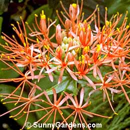 Haemanthus katharinae, Blood Lily, Scadoxus multiflorus katherinae