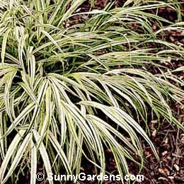 Hakonechloa macra