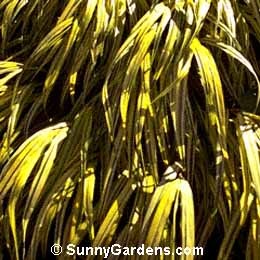 Hakonechloa macra, Golden Variegated Hakone Grass