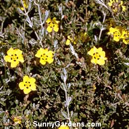Halimium lasianthum