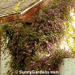 Hardenbergia comptoniana, Western Australia Coral Pea, Compton Coral Pea, Lilac Vine