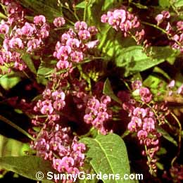 Hardenbergia violacea, Purple Coral Pea, Happy Wanderer Vine