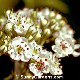 Crataegus coccinoides, Kansas Hawthorn