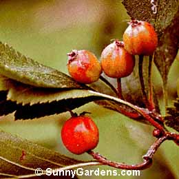 Crataegus columbiana, Hawthorn, Thorn, Thorn Apple