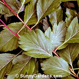 Crataegus douglasii, Hawthorn