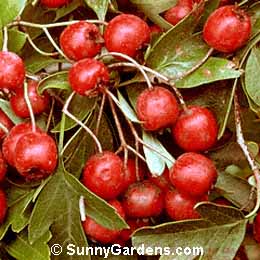 Crataegus laevigata, English Hawthorn, Quickest Thorn, White Thorn