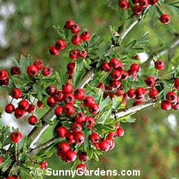 Crataegus monogyna, Single-Seed Hawthorn, English Hawthorn