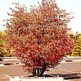 Crataegus phaenopyrum, Washington Hawthorn