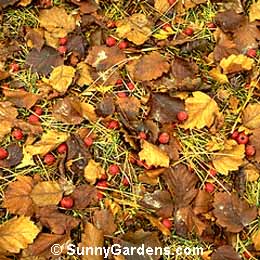 Crataegus succulenta, Fleshy Hawthorn, Long-spine Hawthorn, Succulent Hawthorn