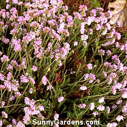 Erica, Heath