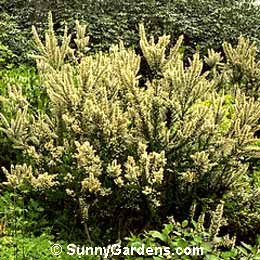 Erica arborea alpina, Tree Heath