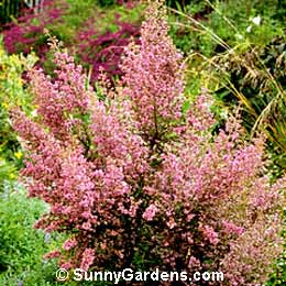 Erica canaliculata, Christmas Heather, Pink Scotch Heather