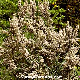 Erica canaliculata, Christmas Heather