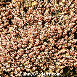 Erica carnea, Spring Heath, Alpine Heath