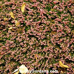 Erica carnea, Alpine Heath, Spring Heath, Winter Heath