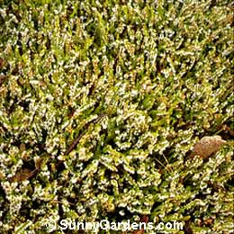 Erica carnea, Winter Heath, Snow Heather
