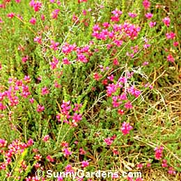 Erica cinerea, Bell Heather