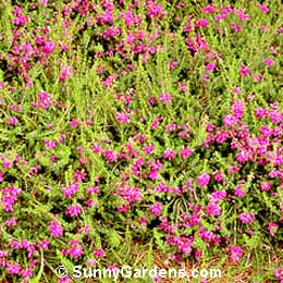 Erica cinerea, Bell Heather, Twisted Heather, Bell Heath