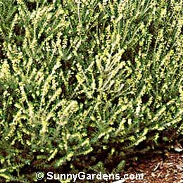 Erica x darleyensis, Darley Heath, Mediterranean Heath
