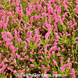 Calluna vulgaris, Corbett's Red Scotch Heather