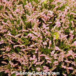 Calluna vulgaris, Heather