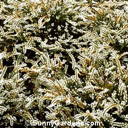 Calluna vulgaris, Scotch Heather, Scots Heather, Ling