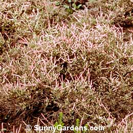 Calluna vulgaris, Heather
