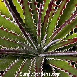 Hechtia texensis