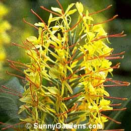 Hedychium gardnerianum, Kahili Ginger
