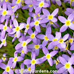 Hedyotis caerulea, Bluets, Quaker Ladies, Houstonia serpyllifolia