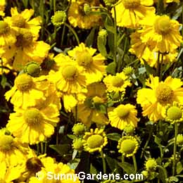 Helenium autumnale, Sneezeweed