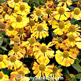 Helenium autumnale, Moerheim Beauty Sneezeweed