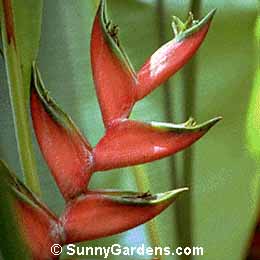 Heliconia caribaea, Wild Plantain, Balisier