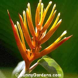 Heliconia hirsuta