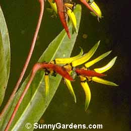 Heliconia latispatha
