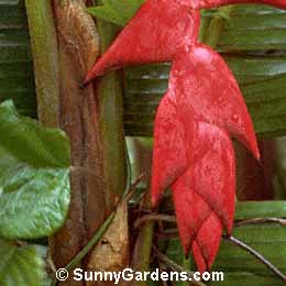 Heliconia pogonantha