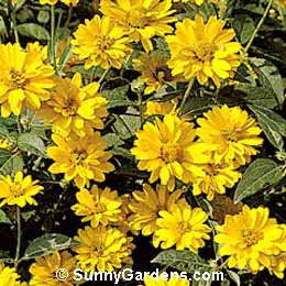 Heliopsis, Oxeye