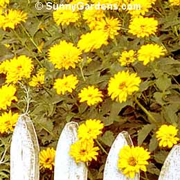Heliopsis helianthoides, Oxeye
