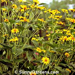 Heliopsis helianthoides, Oxeye