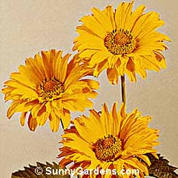Heliopsis helianthoides