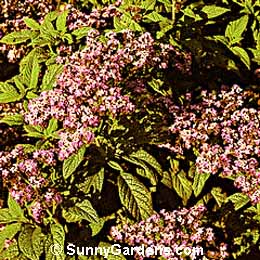 Heliotropium arborescens, Common Heliotrope